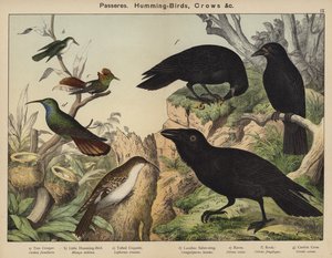 Átjárók, kolibri madarak, varjak alkotó: European School