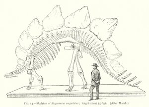 A Stegosaurus ungulatus (litho) csontváza alkotó: European School