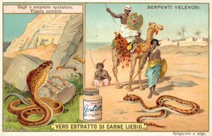 Köpködő kobra és szarvas vipera (chromolitho) alkotó: European School