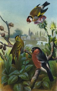 Aranypinty, Siskin és Bullfinch alkotó: European School