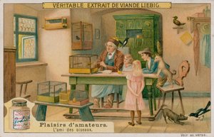 Az amatőr madárbarát alkotó: European School