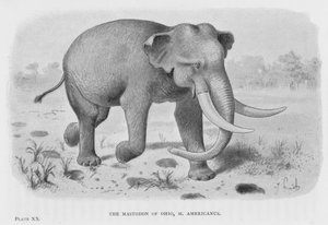 The Mastodon of Ohio, M Americanus (litho) alkotó: European School