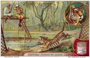 Tigris (chromolitho) alkotó: European School