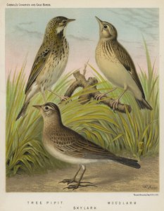 Tree Pipit, Woodlark, Skylark (színes litho) alkotó: European School