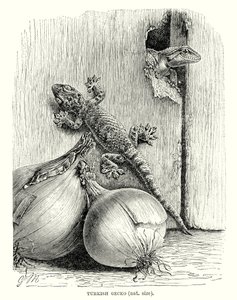 Török gekkó (metszet) alkotó: European School