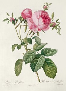 Elmélet, les Roses, Rosa Centifolia Foliacea (litográfia) alkotó: Eustache Hyacinthe Langlois