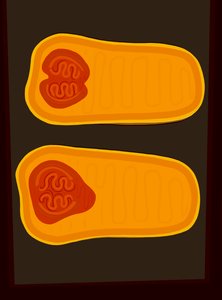 Butternut tök (digitális művészet) alkotó: Evan Sklar