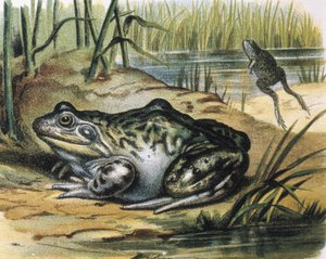 Bullfrog. Ranidae kétéltű. Metszet F. Padro festményéről. Metszet.