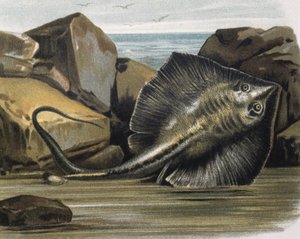 Közönséges rája (Trygon pastinaca).