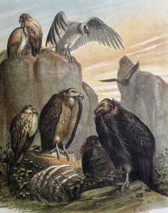 Metszet egy F.Padro által készített rajz után.