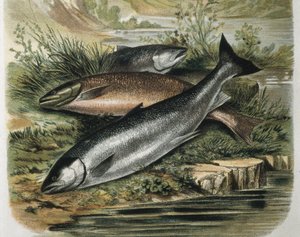 Salmons. Metszet F. Padro rajza után. Metszet
