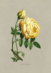 Kénes rózsa alkotó: F. Grobon