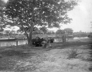 Szarvasmarha, Alipore, India, 1905-1906