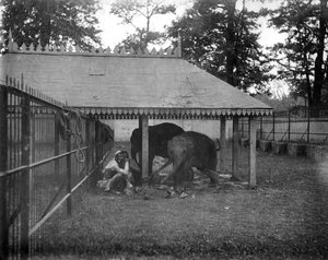 Elefántok, Alipore, India, 1905-1906