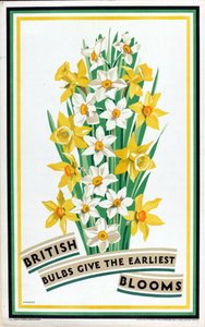 A brit hagymák virágoznak a legkorábban a „British Bulbs for Home Gardens” sorozatból (színes litho) alkotó: Fawkes Fawkes