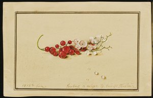 Piros-fehér ribizli, 1818