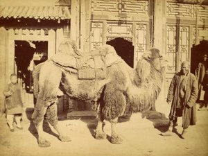 Baktriai teve kezelővel, 1860 körül (mélynyomás) alkotó: Felice Beato