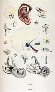 Anatómiai illusztráció: F. E. Guerin. A Dictionnaire pittoresque d