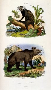 F. E. Guerin botanikai és zoológiai illusztrációja. A Dictionnaire pittoresque d