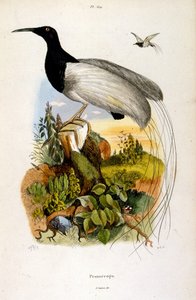 F. E. Guerin botanikai és zoológiai illusztrációja. A Dictionnaire pittoresque d