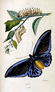 F. E. Guerin botanikai és zoológiai illusztrációja. A Dictionnaire pittoresque d