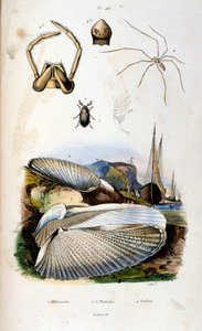 F. E. Guerin botanikai és zoológiai illusztrációja. A Dictionnaire pittoresque d