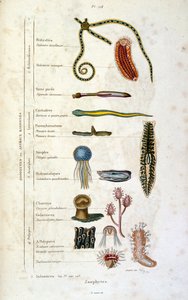 F. E. Guerin botanikai és zoológiai illusztrációja. A Dictionnaire pittoresque d