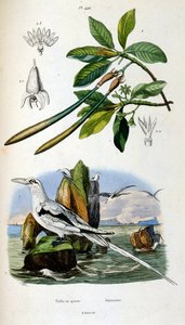 F. E. Guerin botanikai és zoológiai illusztrációja. A Dictionnaire pittoresque d