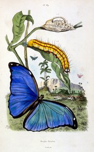 F. E. Guerin botanikai és zoológiai illusztrációja. A Dictionnaire pittoresque d