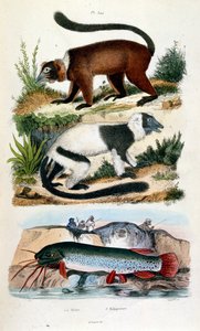 F. E. Guerin botanikai és zoológiai illusztrációja. A Dictionnaire pittoresque d