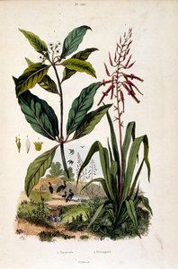 F. E. Guerin botanikai illusztrációja. A Dictionnaire pittoresque d