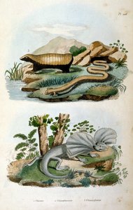 A Chlamyphoridae a cinguláris emlősök családja. Míg a gliptodontákat hagyományosan a modern armadillókat tartalmazó csoporton kívüli törzscsoportba tartozó cingulátáknak tekintették. alkotó: Felix-Edouard Guerin