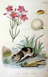 Vízi oposszum (Chironectes minimus)