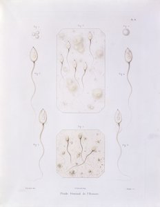 Seminális folyadék, Theorie Positive de lOvulation Spontanee et de la Fecondation des Mammiferes et de lEspece Humaine, Felix-Archimede Pouchet (1800-72) vésette Oudet, Párizs, 1847 (színes eng. alkotó: Felix-Archimede Pouchet