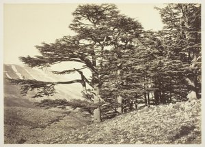 Libanon cédrusai alkotó: Félix Bonfils