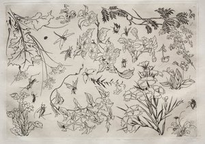Vacsora Rousseau szolgáltatás: Virágok sz. 1866. 22. alkotó: Felix Bracquemond