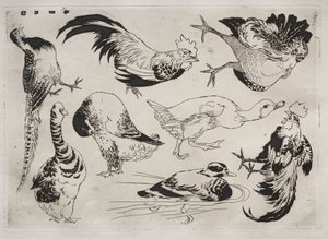 Vacsora Rousseau szolgáltatás: Kakasok, kacsák stb. sz. 1866. 13. alkotó: Felix Bracquemond
