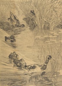 Kacsa Frolic, 1850-1914. alkotó: Felix Bracquemond