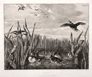 Teals, 1853 nyomtatott 1864. alkotó: Felix Bracquemond