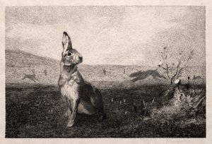 A nyúl (A. de Balleroy nyomán) alkotó: Felix Bracquemond