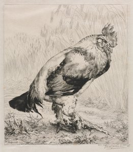 Az Öreg Kakas alkotó: Felix Bracquemond