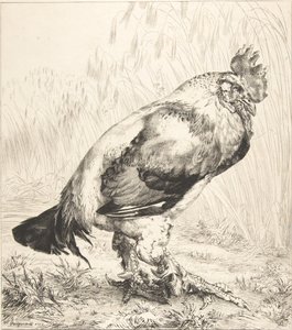 Az öreg kakas, 1882. alkotó: Felix Bracquemond