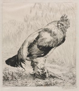 Az öreg kakas, 1882. alkotó: Felix Bracquemond