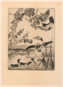 Lapwings és Teal alkotó: Felix Bracquemond
