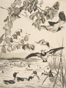 Lapwings and Sarcelles, 1862. alkotó: Felix Bracquemond