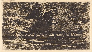 Erdő. alkotó: Felix Hilaire Buhot