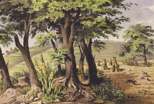 Augusztus (színes litográfia)