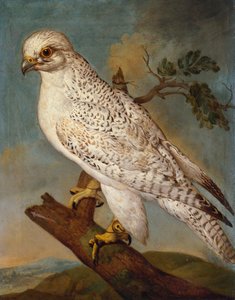 Sólyom ágon, 1736