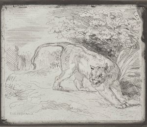 Egy csapdába esett tigris, 1854. alkotó: Ferdinand Victor Eugene Delacroix