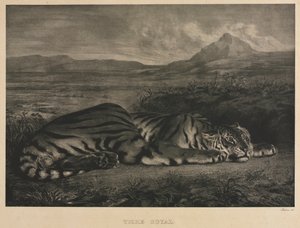 Királytigris, 1829. alkotó: Ferdinand Victor Eugene Delacroix